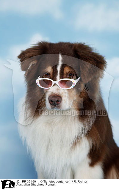 Australian Shepherd Portrait / Australian Shepherd Portrait / RR-35490