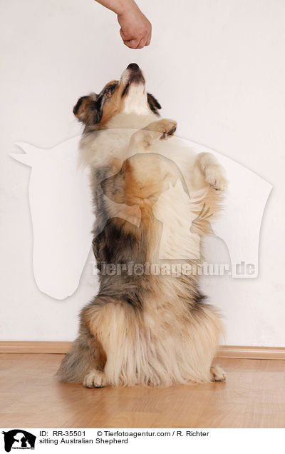 sitzender Australian Shepherd / sitting Australian Shepherd / RR-35501