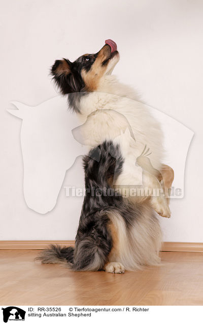 sitzender Australian Shepherd / sitting Australian Shepherd / RR-35526