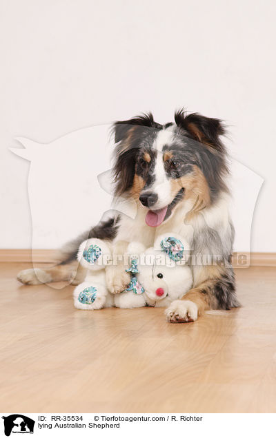 liegender Australian Shepherd / lying Australian Shepherd / RR-35534