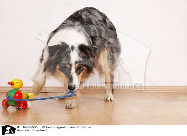 Australian Shepherd / Australian Shepherd / RR-35535