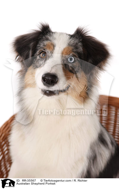 Australian Shepherd Portrait / Australian Shepherd Portrait / RR-35567