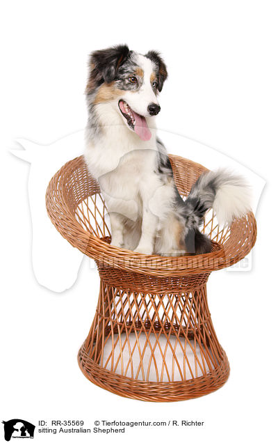 sitzender Australian Shepherd / sitting Australian Shepherd / RR-35569