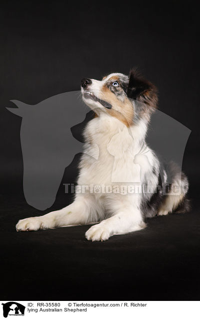 liegender Australian Shepherd / lying Australian Shepherd / RR-35580