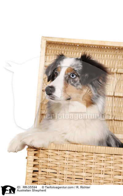 Australian Shepherd / Australian Shepherd / RR-35594