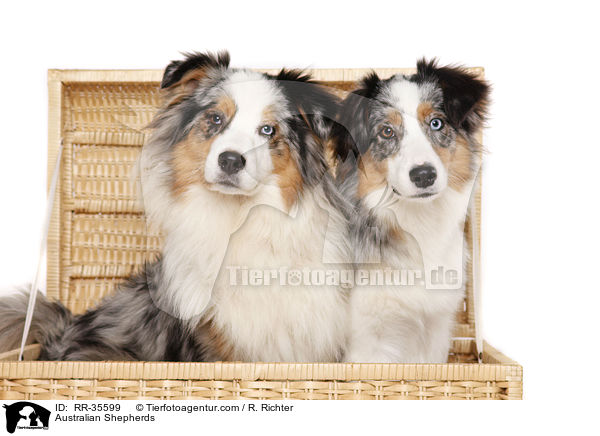 Australian Shepherds / Australian Shepherds / RR-35599