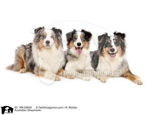 Australian Shepherds / Australian Shepherds / RR-35606