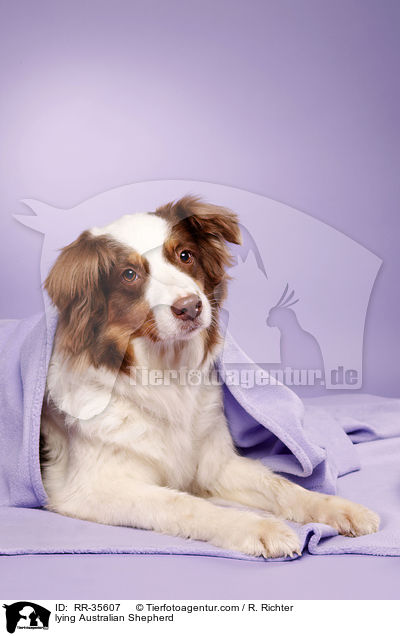 liegender Australian Shepherd / lying Australian Shepherd / RR-35607