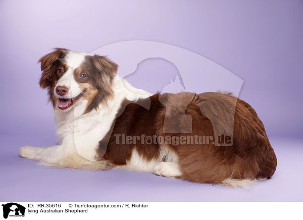 liegender Australian Shepherd / lying Australian Shepherd / RR-35616