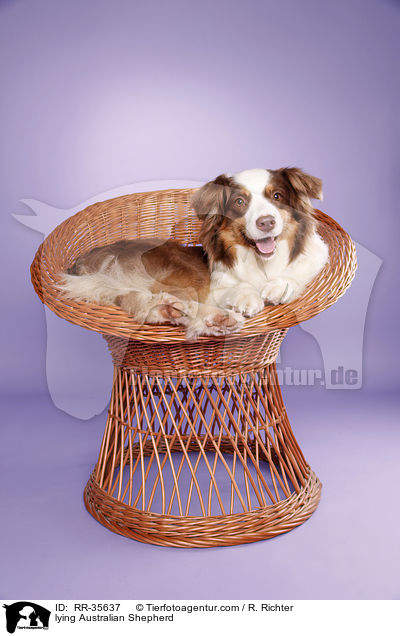 liegender Australian Shepherd / lying Australian Shepherd / RR-35637