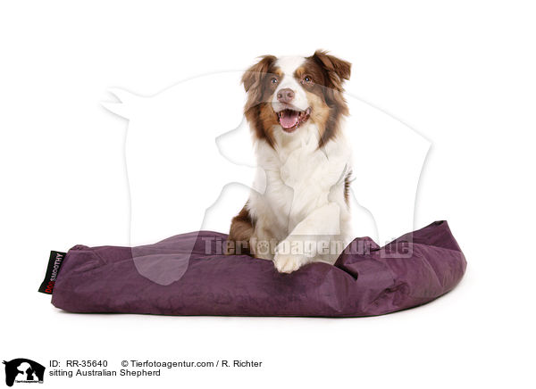 sitzender Australian Shepherd / sitting Australian Shepherd / RR-35640