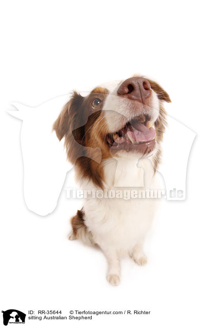 sitzender Australian Shepherd / sitting Australian Shepherd / RR-35644