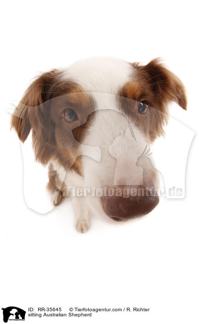 sitzender Australian Shepherd / sitting Australian Shepherd / RR-35645