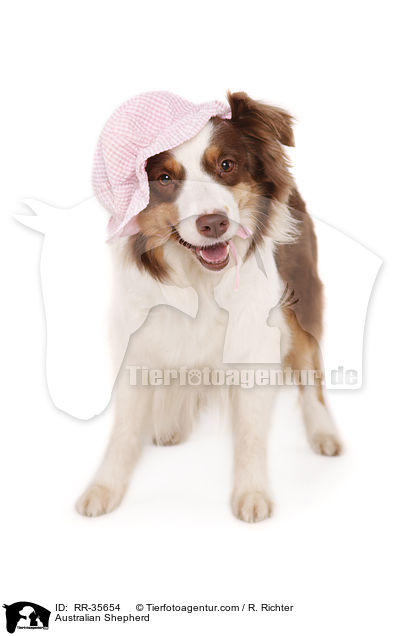 Australian Shepherd / RR-35654