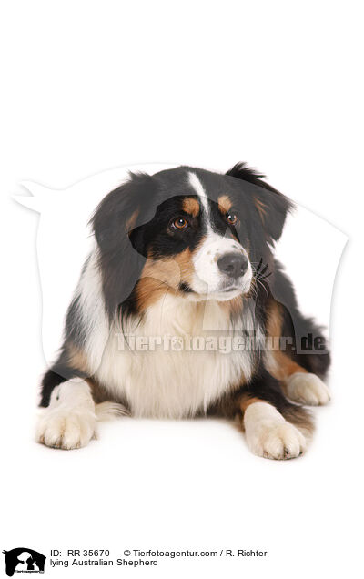 liegender Australian Shepherd / lying Australian Shepherd / RR-35670