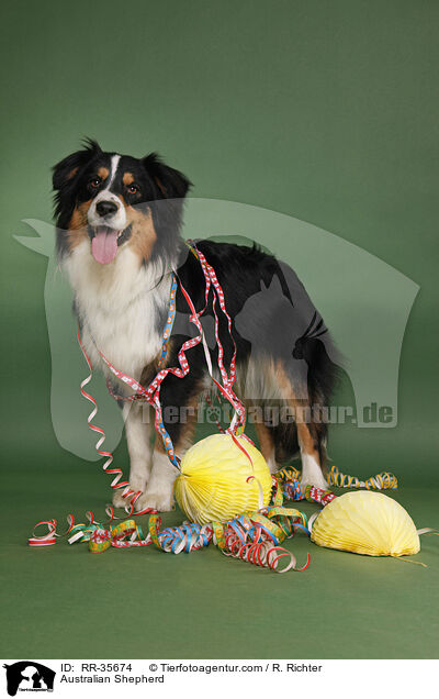 Australian Shepherd / Australian Shepherd / RR-35674