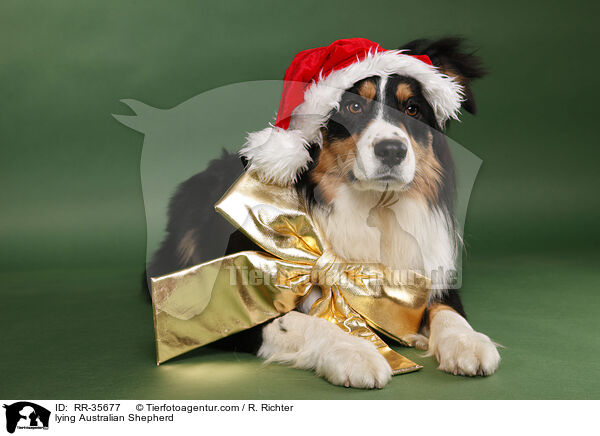 liegender Australian Shepherd / lying Australian Shepherd / RR-35677