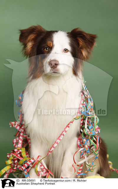 Australian Shepherd Portrait / Australian Shepherd Portrait / RR-35691