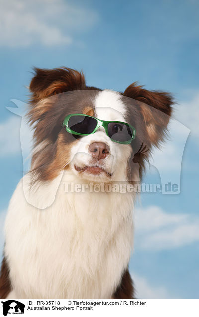 Australian Shepherd Portrait / Australian Shepherd Portrait / RR-35718