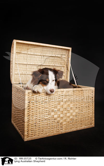 liegender Australian Shepherd / lying Australian Shepherd / RR-35725