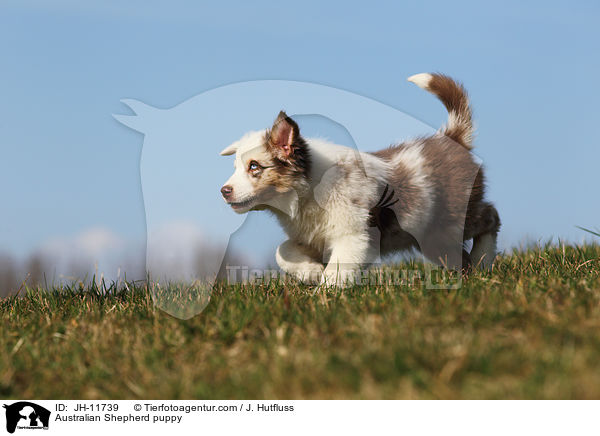 Australian Shepherd Welpe / Australian Shepherd puppy / JH-11739
