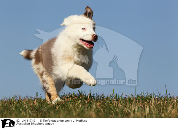 Australian Shepherd Welpe / Australian Shepherd puppy / JH-11749