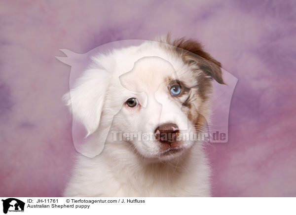 Australian Shepherd Welpe / Australian Shepherd puppy / JH-11761