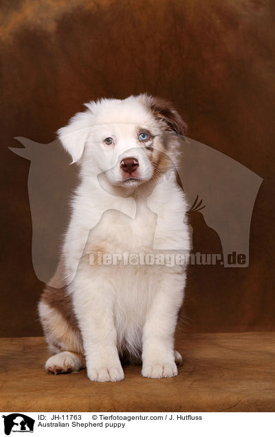 Australian Shepherd Welpe / Australian Shepherd puppy / JH-11763