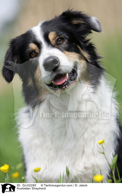 Australian Shepherd / Australian Shepherd / DJ-02285