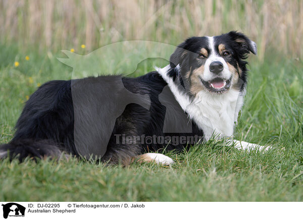 Australian Shepherd / Australian Shepherd / DJ-02295