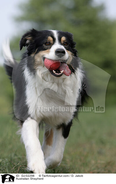 Australian Shepherd / Australian Shepherd / DJ-02298