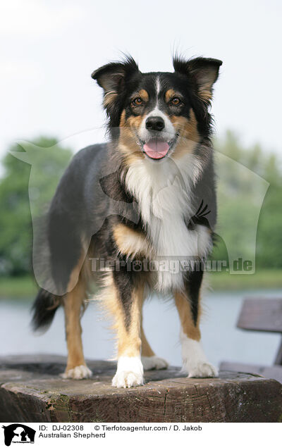 Australian Shepherd / Australian Shepherd / DJ-02308