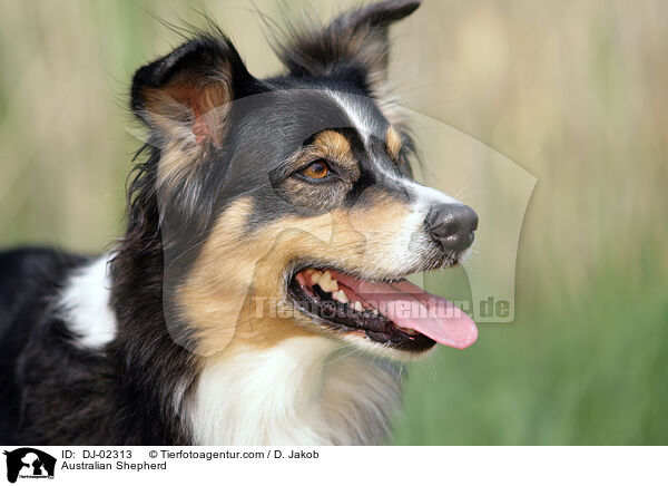 Australian Shepherd / Australian Shepherd / DJ-02313