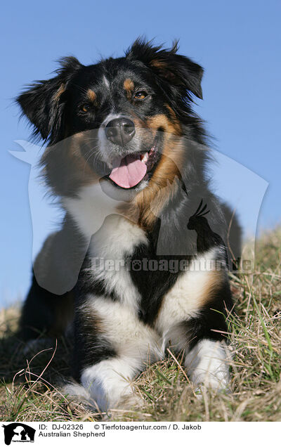 Australian Shepherd / Australian Shepherd / DJ-02326