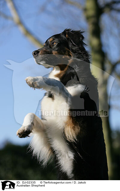 Australian Shepherd / Australian Shepherd / DJ-02335