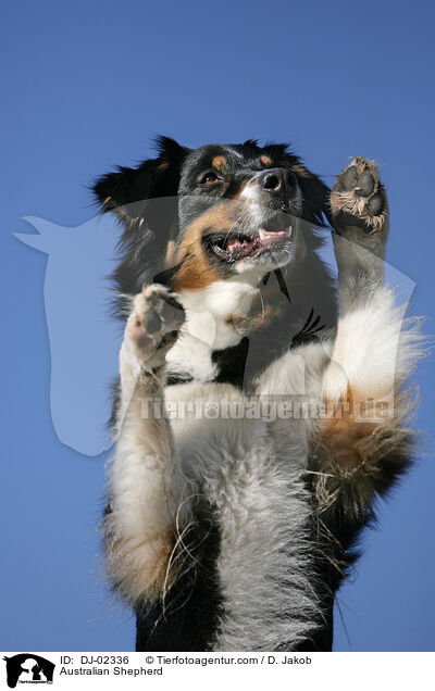 Australian Shepherd / Australian Shepherd / DJ-02336