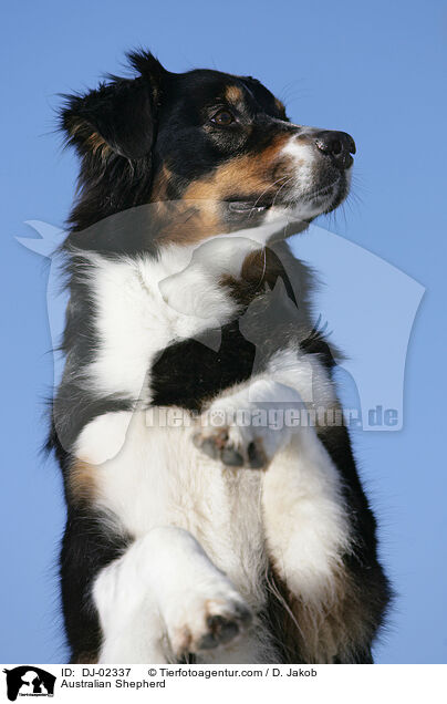 Australian Shepherd / Australian Shepherd / DJ-02337