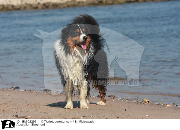 Australian Shepherd / Australian Shepherd / BM-02293