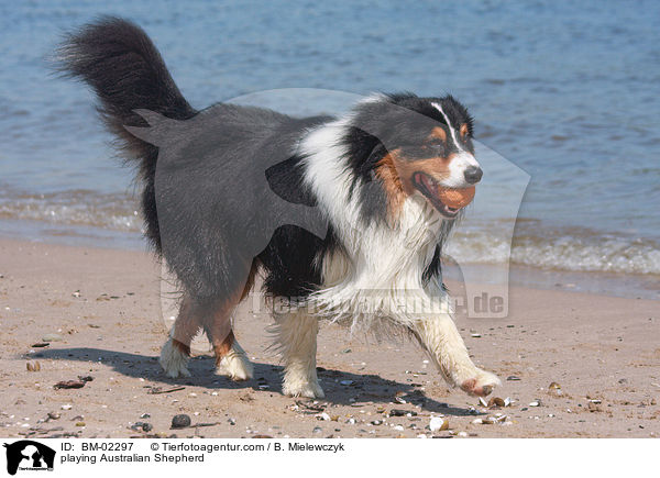 spielender Australian Shepherd / playing Australian Shepherd / BM-02297
