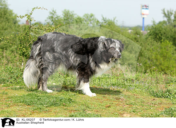Australian Shepherd / Australian Shepherd / KL-06207