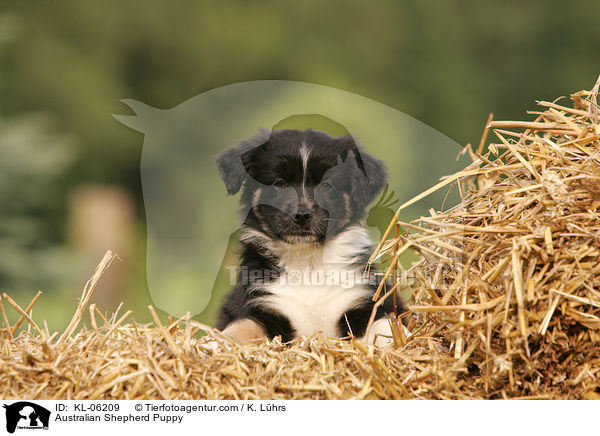 Australian Shepherd Welpe / Australian Shepherd Puppy / KL-06209
