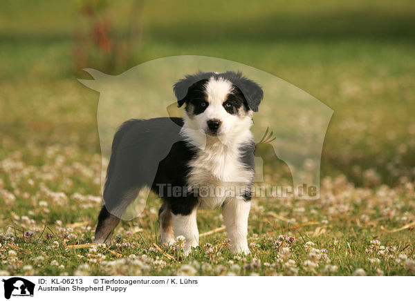 Australian Shepherd Welpe / Australian Shepherd Puppy / KL-06213