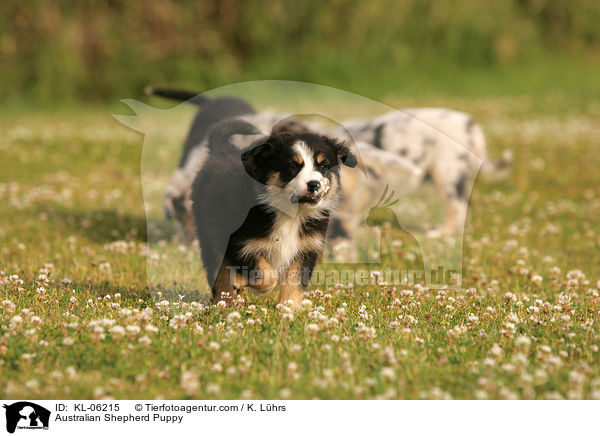 Australian Shepherd Welpe / Australian Shepherd Puppy / KL-06215