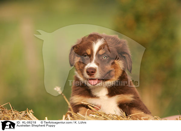 Australian Shepherd Welpe / Australian Shepherd Puppy / KL-06218