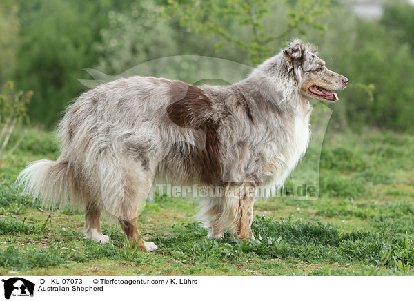 Australian Shepherd / Australian Shepherd / KL-07073