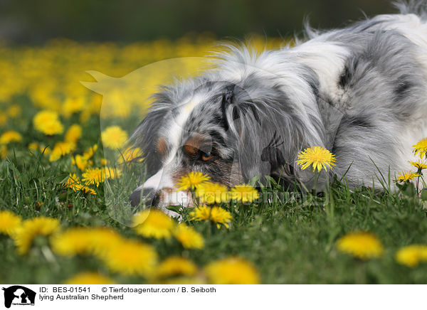 liegender Australian Shepherd / lying Australian Shepherd / BES-01541