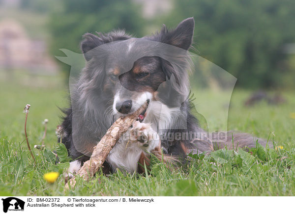 Australian Shepherd knabbert Stock / Australian Shepherd with stick / BM-02372
