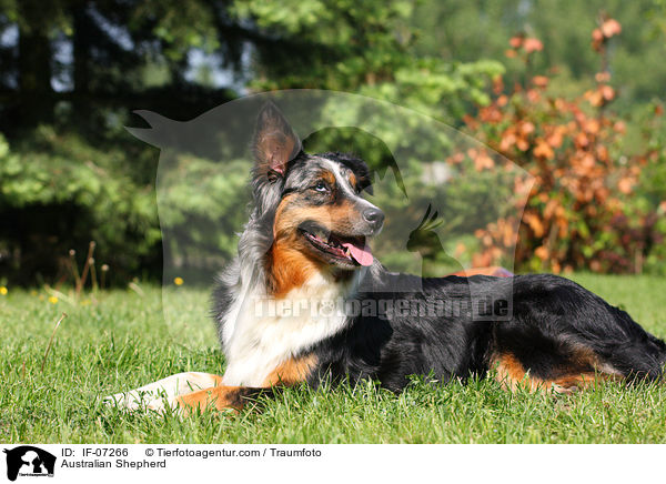 Australian Shepherd / Australian Shepherd / IF-07266