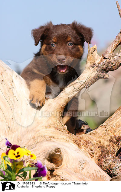 Australian Shepherd Welpe / Australian Shepherd Puppy / IF-07283