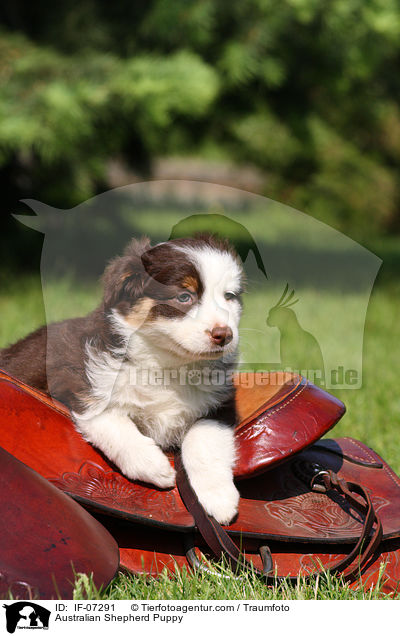 Australian Shepherd Welpe / Australian Shepherd Puppy / IF-07291